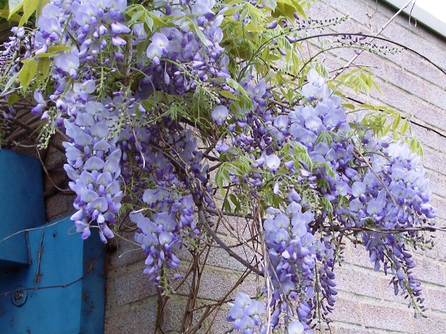 blauwe regen weinig bloemen chinese blauwe regen prolific blauwe regen weinig bloemen chinese blauwe regen prolific