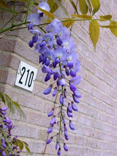 blauwe regen uitlopen chinese blauwe regen prolific blauwe regen uitlopen chinese blauwe regen prolific