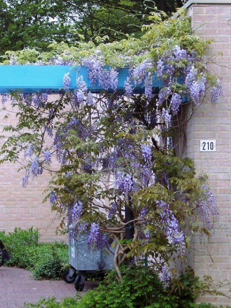 blauwe regen weinig bloemen chinese blauwe regen prolific als klimplant blauwe regen weinig bloemen chinese blauwe regen prolific als klimplant