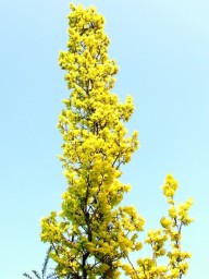 goudiep