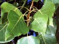 canadese populier Robusta