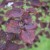 bruinbladige katsuraboom