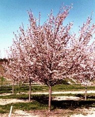 herfst bloeiende sierkers