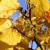 herfstbloeiende toverhazelaar