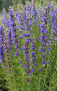 Hyssop