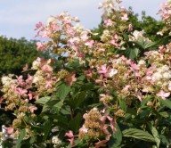 roze pluimhortensia