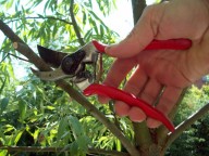 snoeicursus fruitbomen