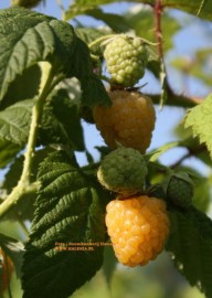 Gele herfstframboos 