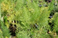 Groene bladvenkel