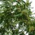 hemelboom