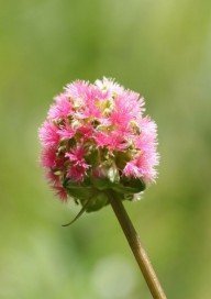 Grote pimpernel /sorbenkruid 