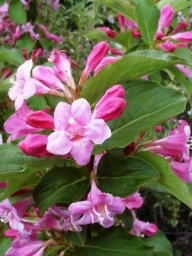 roze weigelia