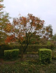 gele zeepboom als boom