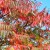 fluweelboom