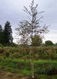 fijnbladige ruwe berk