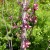 roodbladige Candese judasboom