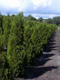 westerse levensboom Brabant