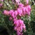 roze winterheide
