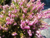 roze winterheide