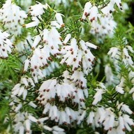 witte winterheide