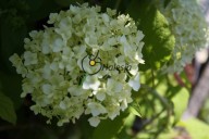 amerikaanse hortensia, bolhortensia