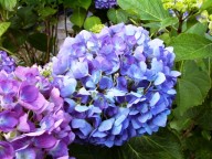 blauwe bol boerenhortensia