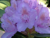 paars-roze grootbloemige rhododendron