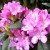 roze grootbloemige rhododendron