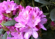roze grootbloemige rhododendron