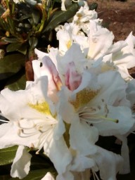 witte grootbloemige rhododendron