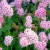 roze dwerg spierstruik