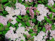 roze dwerg spierstruik