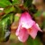 roodbladige weigelia