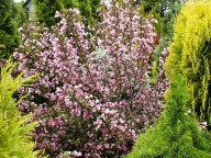 roodbladige weigelia