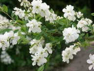 parelstruik of prachtspiraea