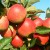 appelboom Elstar