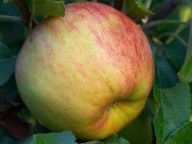 appelboom Elstar