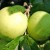 appelboom Golden Delicious