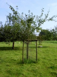 appelboom Sterappel