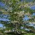 Japanse storaxboom