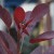 roodbladige pruikenboom, of rode pr