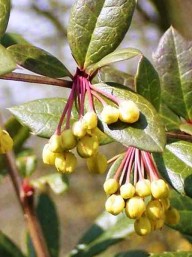 wintergroene zuurbes