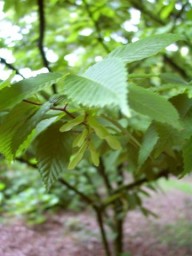 haagbeukbladige esdoorn