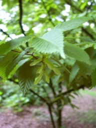 haagbeukbladige esdoorn