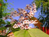 rood bladige trompetboom