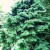 canadese hemlock