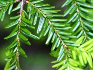 canadese hemlock