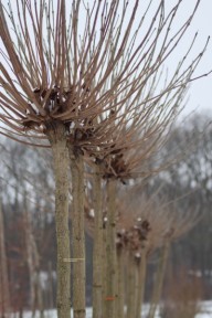 kogelvormige trompetboom