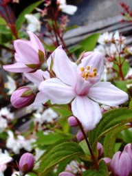 Deutzia  hybrida Mont Rose