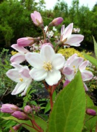 roze bruidsbloem